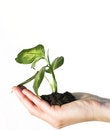Free Hand Holding A Gren Plant Royalty Free Stock Images - 7751649
