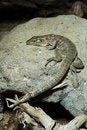 Free A Brown Lizard Stock Images - 7753794