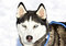 Free Husky Dog Royalty Free Stock Photos - 7751428