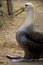 Free Breeding Albatross Portrait Stock Photo - 7751860