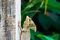 Free Basilisk Close-up Stock Photos - 7752183
