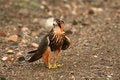 Free Falcon On Dirt Road Royalty Free Stock Photos - 7761868