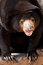 Free Malayan Sun Bear Royalty Free Stock Photo - 7767035