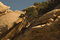 Free Trees And Rocks Royalty Free Stock Photography - 7767667