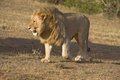 Free Approaching Carnivore Stock Images - 7770094