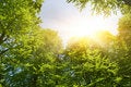 Free Sunshine In Forest Stock Photography - 7772742