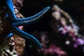 Free Blue Starfish. Royalty Free Stock Photography - 7772757