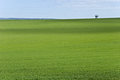 Free Green Crop Royalty Free Stock Photo - 7774725