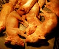 Free Piglets Royalty Free Stock Photo - 7776615