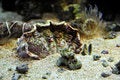 Free Bottom Of The Ocean Royalty Free Stock Images - 7777329