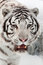 Free White Tiger Portrait Stock Photos - 7770643