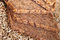 Free Wholegrain Bread And Rye Grains Stock Photo - 7778740