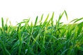 Free Grass Stock Images - 7781194