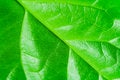 Free Macro View Of Textured Leaf Veins Stock Image - 7784151