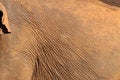 Free Elephant Skin Royalty Free Stock Image - 7787306