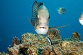 Free Bigeye Emperor Stock Images - 7790964