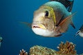 Free Bigeye Emperor Royalty Free Stock Images - 7791019