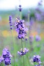 Free Lavender Stock Photography - 7791512