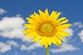 Free Amazing Sunflower Royalty Free Stock Image - 7792516