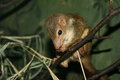 Free Rodent In The Tree Royalty Free Stock Image - 7799116
