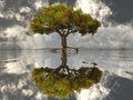 Free The Tree And The Water Stock Photos - 7799583