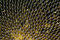 Free Sunflower Seeds On A Flower Stock Images - 7792314