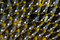 Free Sunflower Seeds On A Flower Royalty Free Stock Photography - 7792327