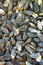 Free Sunflower Seeds Royalty Free Stock Images - 7792359