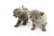Free Two Kittens Over White Royalty Free Stock Photo - 7793505