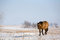 Free Quarter Horse In Winter Royalty Free Stock Photography - 7793697