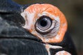 Free African Ground Hornbill Stock Photography - 781262