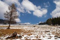 Free Alone Larch And Blue Sky. Stock Photos - 782213