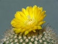 Free Blossoming Cactus Of Sort Parodia. Royalty Free Stock Photography - 782617