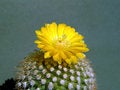 Free Blossoming Cactus Of Sort Parodia. Stock Photos - 782683