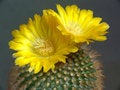 Free Blossoming Cactus Of Sort Parodia. Stock Photography - 783012