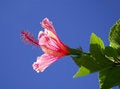 Free Hibiscus Stock Photo - 783490