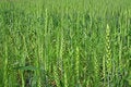 Free Wheat Cultivation And Farming India Royalty Free Stock Image - 783676