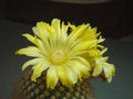 Free Blossoming Cactus Of Sort Parodia. Royalty Free Stock Image - 785616