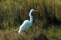 Free Great Egret Royalty Free Stock Photography - 785667
