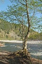 Free Tree Near The River Stock Photo - 786140