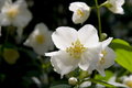 Free White Rose Wallpaper Stock Photography - 787562