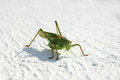 Free Grasshopper Stock Image - 788531
