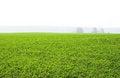 Free Field Stock Photography - 788832