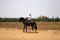 Free Horseman Royalty Free Stock Photography - 780537