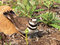 Free Protecting The Nest Royalty Free Stock Photo - 787165
