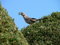Free Now Where To Build The Nest Stock Images - 787194