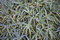Free Aloe Vera Royalty Free Stock Images - 787779