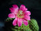 Free Blossoming Cactus Rebutia Senilis. Royalty Free Stock Photography - 788327