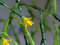 Free Blossoming Cactus Of Sort Rhipsalis. Stock Image - 788491
