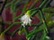 Free Blossoming Cactus Of Sort Rhipsalis. Royalty Free Stock Image - 788506